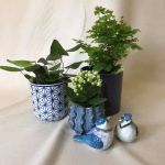 Blue_and_White_containers_with_plants.jpg