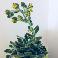 Echeveria_succulent.jpg
