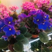 small African violets.jpg