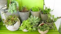 Succulents in Cement Containers
